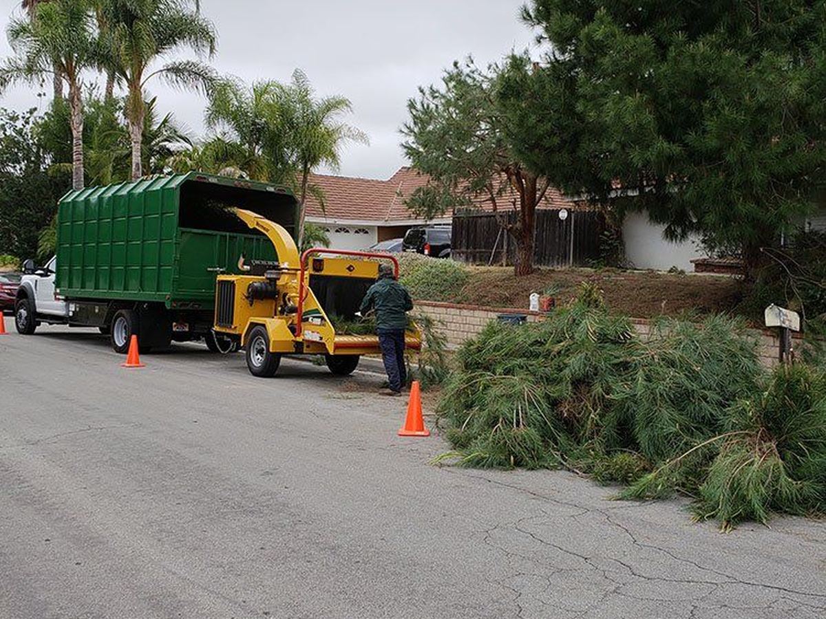 Isaac's crew feeding pine branches into the chipper on a street job